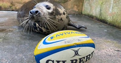 A 'psychic' seal that has called every Six Nations result correctly has picked Wales to beat England