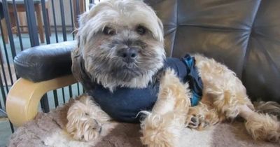 Owner's warning after dog eats plastic tablecloth and lands her £12,000 vet's bill