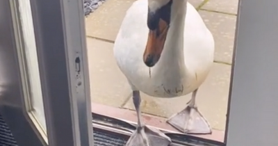 Glasgow woman 'held hostage' by stalker swan who won't leave her alone