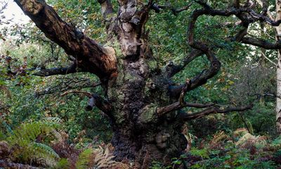 Country diary: Between the storms I check on the vulnerable old trees