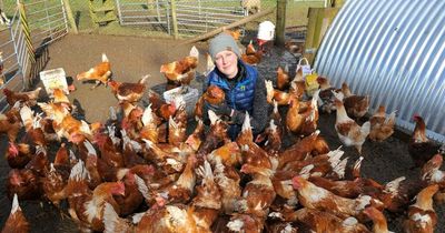 Dumfries and Galloway animal charity appeals for help after rescuing more than 150 chickens