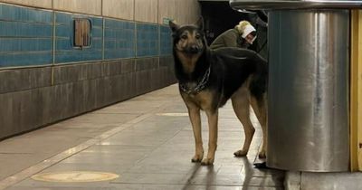 Heartbreaking scenes as desperate Ukrainians huddle with family pets in shelters