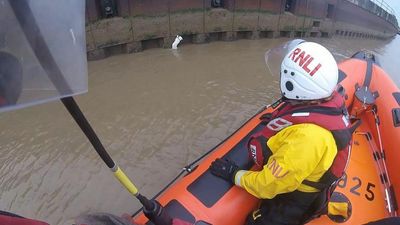 VIDEO: Avoiding Cat-astrophe: Rescuers Save Feline From River