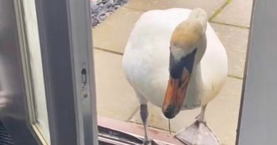 Woman held hostage by stalker swan who stops her leaving home says 'my life is a joke'
