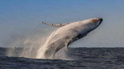 Humpback whales no longer listed as endangered after major recovery