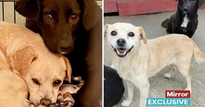 Dogs that 'went through hell together' in kill shelter looking for joint home