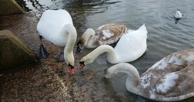 East Lothian local rushes to help as baby swan left 'screaming' in dog attack