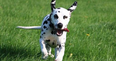 Why 101 Dalmatians are coming to Newport this weekend