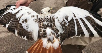 The wonder of wandering birds: Forest Preserves of Cook County’s interactive bird-banding map