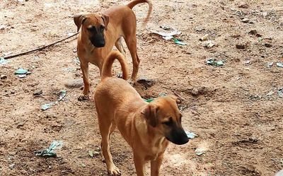 ICAR-NBAGR undertakes study of Kombai dog