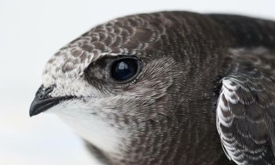 Mystery bird: black-and-red broadbill, Cymbirhynchus macrorhynchos, a latin bird