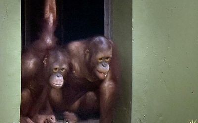 Orangutans to get another enclosure