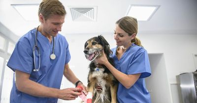 Mystery 'vomiting virus' making dogs in Greater Manchester sick could be connected to coronavirus
