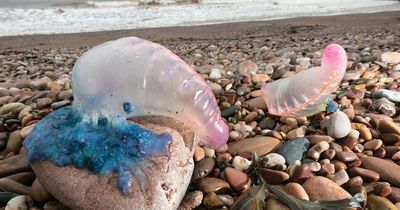 'Floating Terror' washes up on beaches in UK amid warning over the dangerous creatures