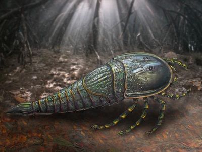 Ancient sea monster called Queensland home