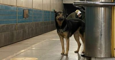 Heartbreaking scenes of Ukrainians huddling with family pets in makeshift shelters