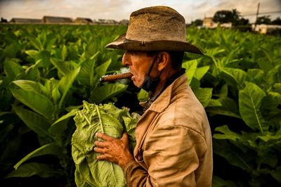 Cuban tobacco yield up in smoke amid fertilizer shortages