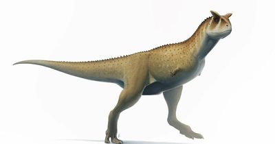 'Unique' dinosaur fossil with 'hard head to ram prey' found in Argentina