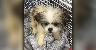 Two tiny puppies die after being dumped in a bin bag 'like a piece of rubbish'