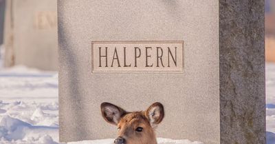 Chicago outdoors: Tombstone & doe, skull & antlers, sandhill cranes on the move, and most extreme rogue wave