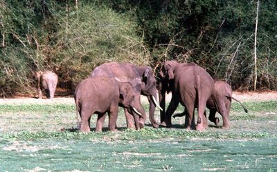 Despite pandemic and lockdowns, illegal hunting and trade in wildlife continued across India, shows report