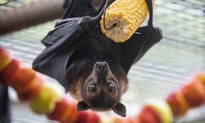 The secret life of bats: vital workers of the night