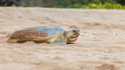 Turtle hatching season underway on Avoid Island, an 'island ark' for vulnerable species