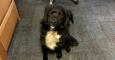 Gardai looking to reunite adorable lost dog with owner in Dublin