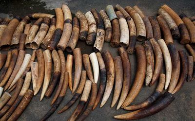 Odisha STF seizes two elephant tusks