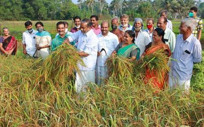 Agriculture Department to set up mini rice mills