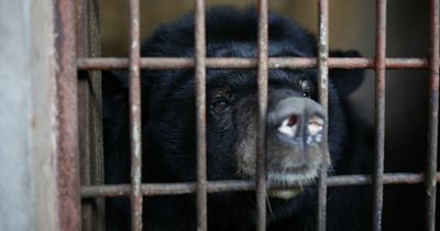 'Experts say live bear bile extraction causes unimaginable physical and mental pain'