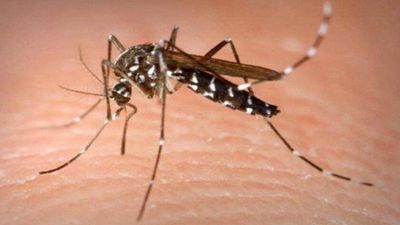 Warning about mosquito-borne viruses in SA, Victoria and NSW after one person dies and seven sent to hospital