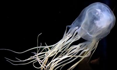 Teenager dies after box jellyfish sting at Queensland beach