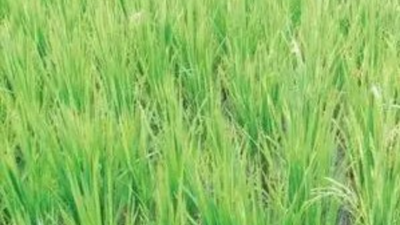 Amid state-Centre standoff, Telangana paddy crop dips by 17 lakh acres