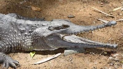 Woman attacked by freshwater crocodile while canoeing in Townsville's Ross River