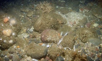 Bottom trawling triples in key marine protected area despite Brexit promise