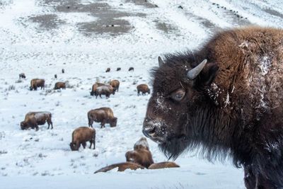 Yellowstone at 150: busier yet wilder than ever, says park’s ‘winterkeeper’