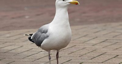 Dumfries and Galloway Council allocates substantial sum to tackling seagull problem