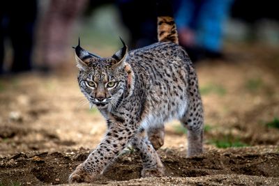Breeding project boosts Iberian lynx numbers from 94 to 1,100