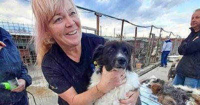 The Romanian dog rescue in Bristol finding pets' forever homes