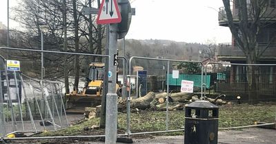 Lagan tree clearance resumes after locals lost fight to save first lady Mayor's tree from Belfast flood scheme