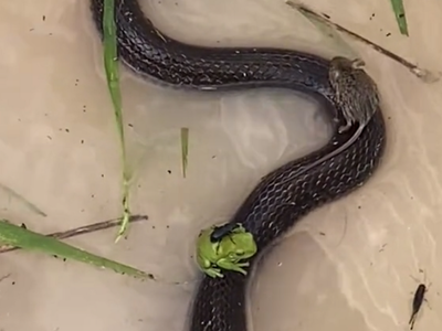 Mice, frogs and beetles ride on snake’s back to escape Queensland floods