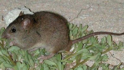 Global warming responsible for extinction of Australian mammal