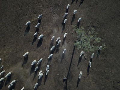 Aussie farms face 'disruption and decline'