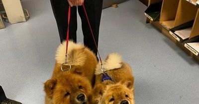 Ballyfermot Gardai appeal for help finding owner of adorable dogs