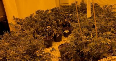 Police discover cannabis farm with more than 80 plants in County Durham