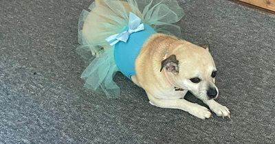 Three Dublin venues recognised as Ireland's top pet-friendly wedding locations