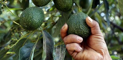 How Mexico's lucrative avocado industry found itself smack in the middle of gangland