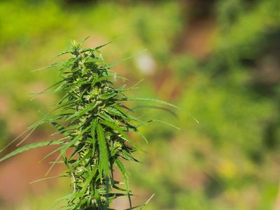 Why Indigenous Cannabis Operators Remain Optimistic Despite Government Hurdles