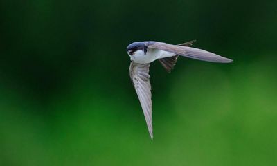 Dorset police’s shiny HQ could pose ‘lethal threat’ to birds, says council